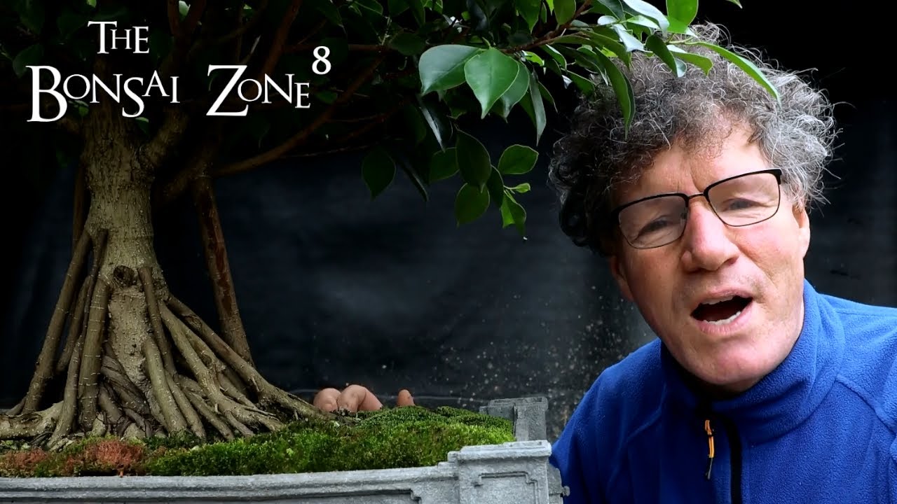 Repotting My First Bonsai, The Bonsai Zone, Dec 2021