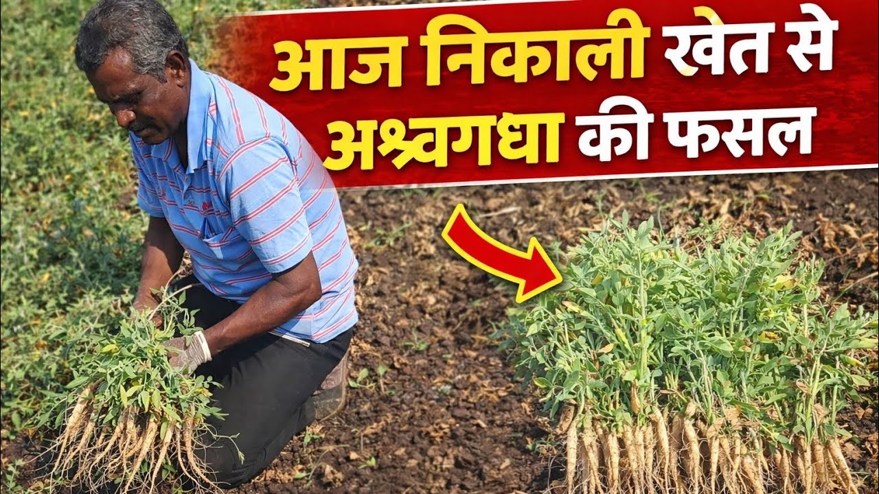 अश्वगंधा की जड़ों की खुदाई |  पहली बार अश्वगंधा की फसल निकाली | किसान भाई जरूर देखें