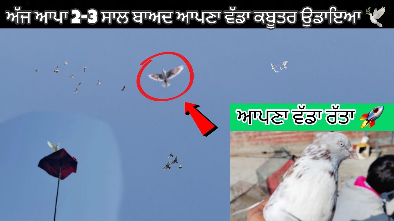 ਅੱਜ ਆਪਾ 2-3 ਸਾਲ ਬਾਅਦ ਆਪਣਾ ਵੱਡਾ ਕਬੂਤਰ ਉਡਾਇਆ 🕊🕊||ਪੂਰਾ ਸਿਰਾ ਉਡਿਆ🌪 ਕਬੂਤਰ ਆਪਣਾ 👍🏻(Ajay Tajpur) 