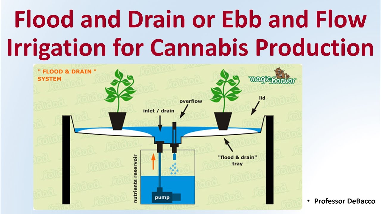 Flood and Drain or Ebb and Flow Irrigation for Cannabis Production