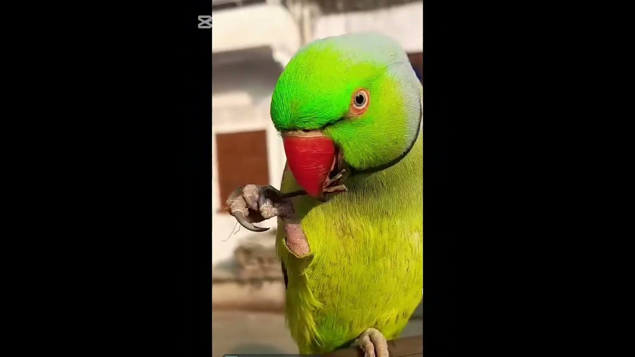 Wild life #shorts #animatin #animals 