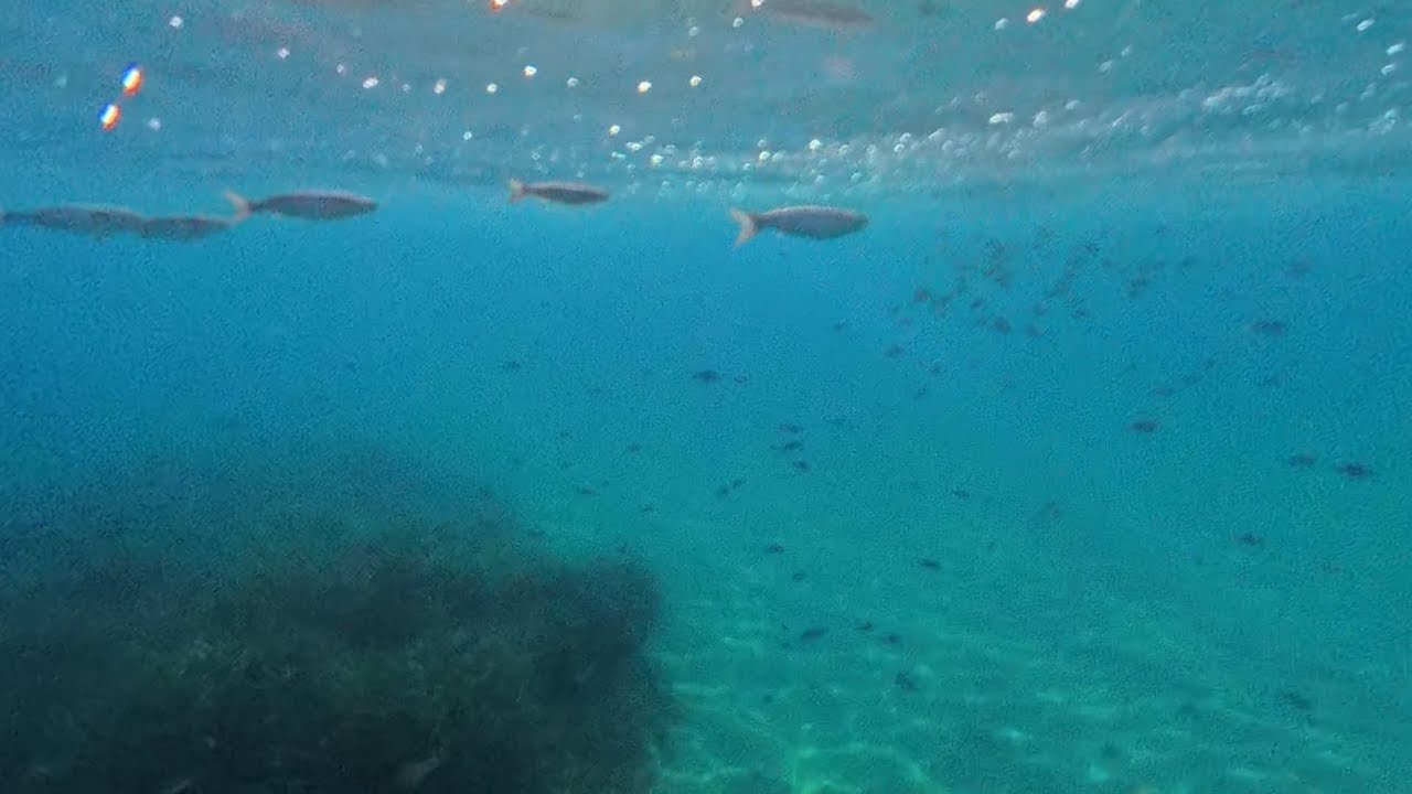🎣 