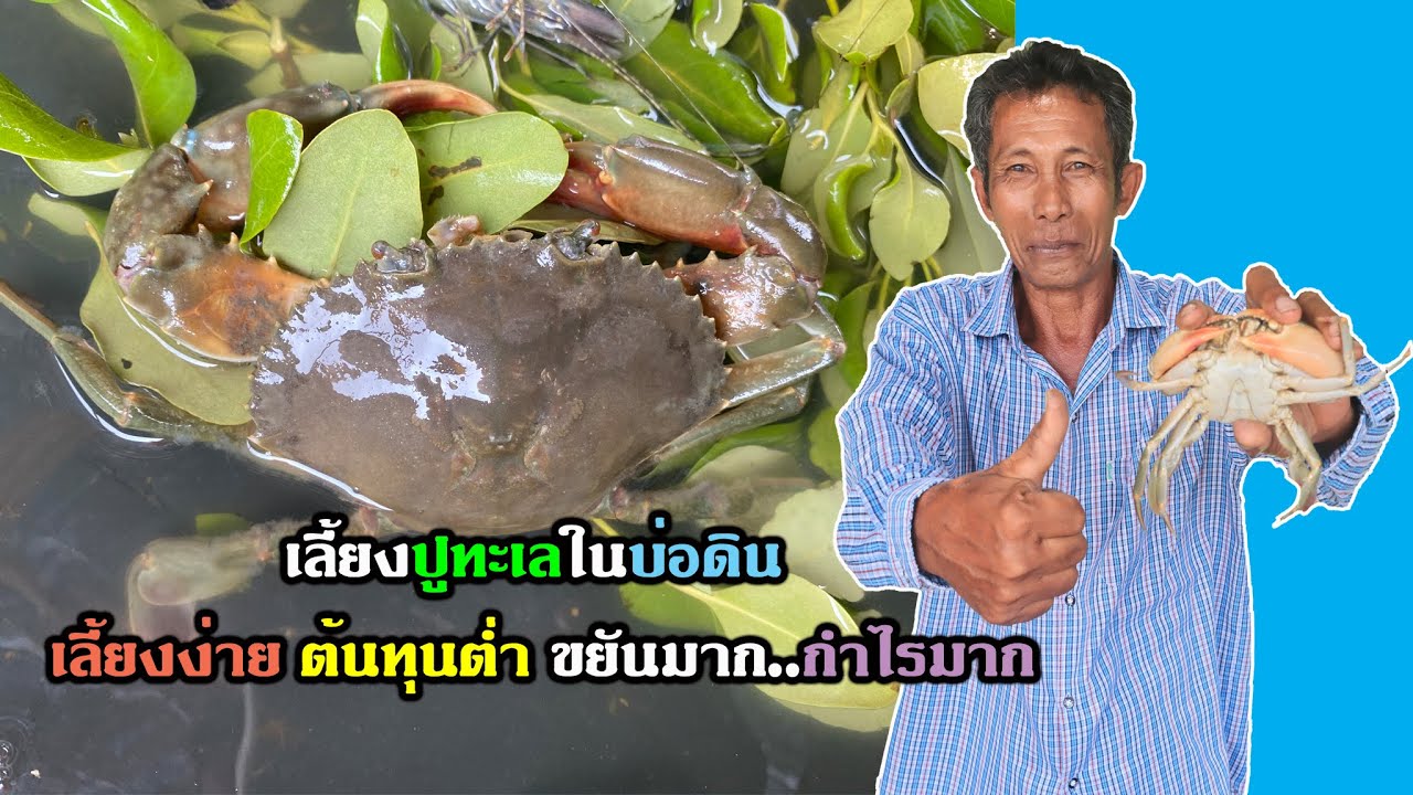 เลี้ยงปูทะเลในบ่อดิน เลี้ยงง่าย ต้นทุนต่ำ ขยันมาก..กำไรมาก