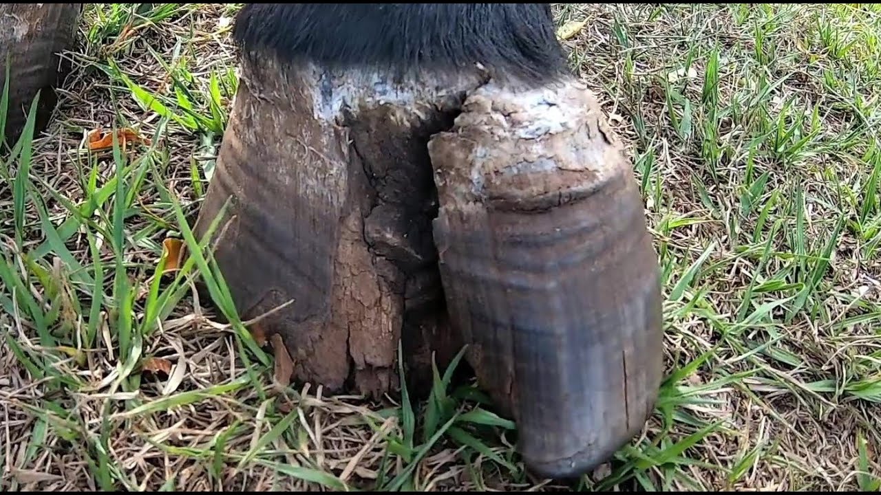 mais  1 dos PIORES  cascos  que PEGAMOS  ... reparação