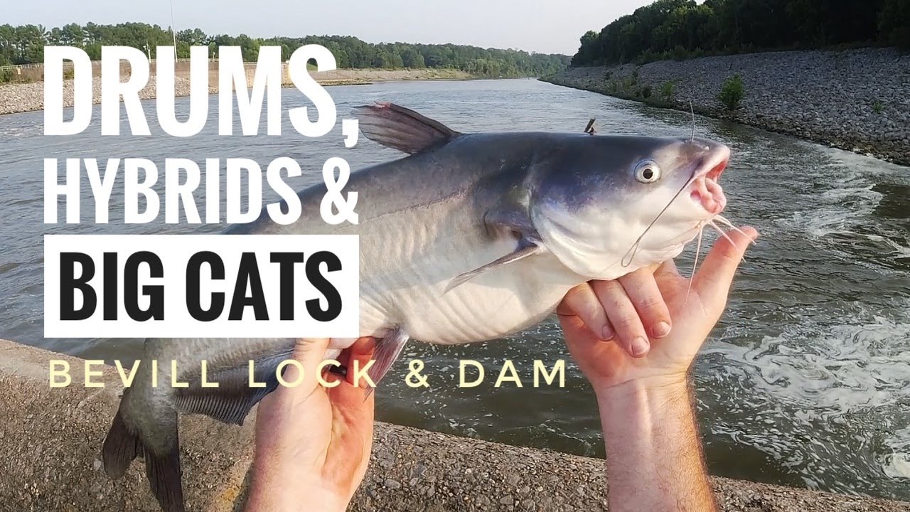 Pickensville Dam Fishing for Hybrids, Drums & Cats
