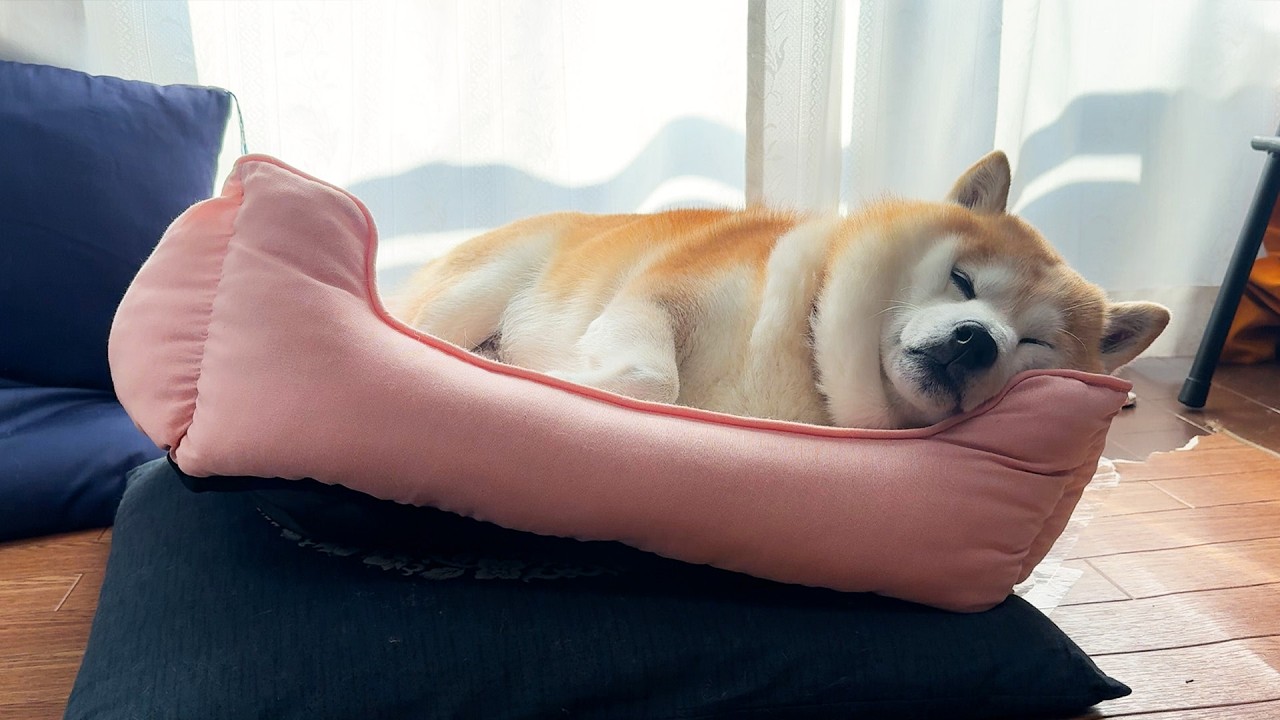 Shibe takes a nap with perfect balance