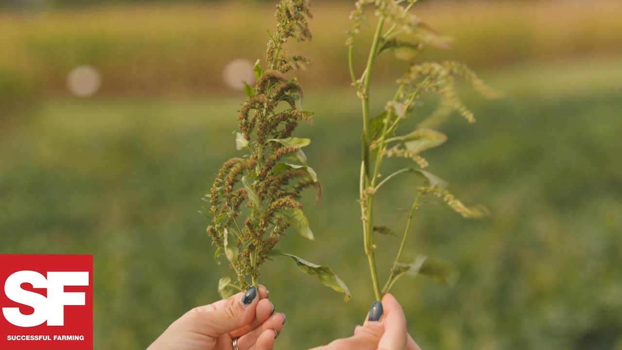 How to tell the difference between male and female waterhemp | Weeds Playbook | Successful Farming