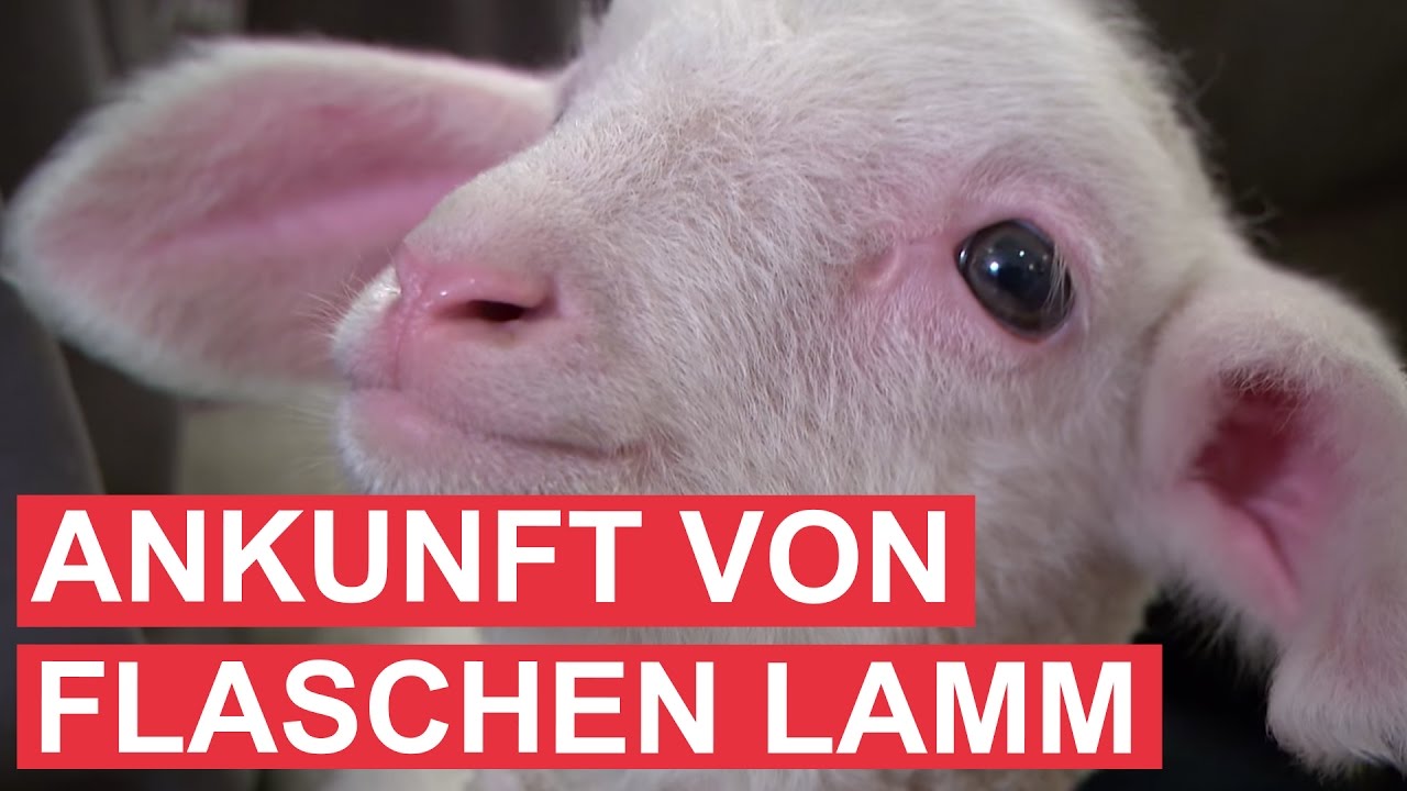 Ankunft von Flaschen-Lamm Shaun