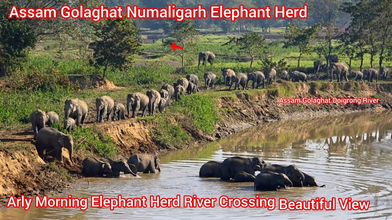 The Elephants Eat The Paddy In The Fields And Cross The River To The Gardens #wildlife #wildanimals