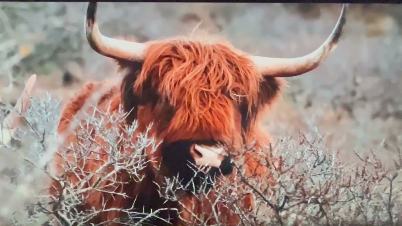 The News From Moidart - John Crook