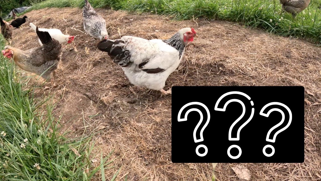 We start to get our garden ready and we find WHAT