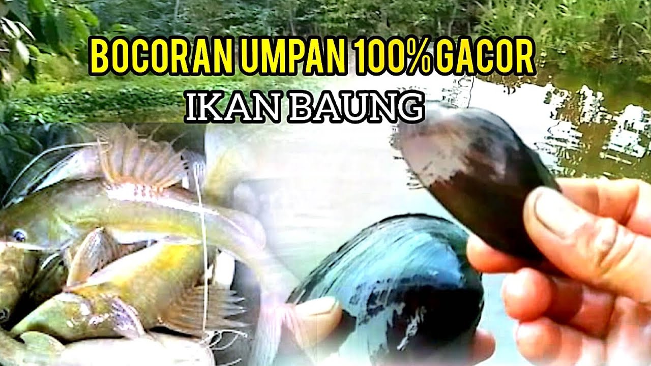 SANGAT GACOR SELAIN KUCUR CARA MENCARI KIJING UNTUK UMPAN BAUNG