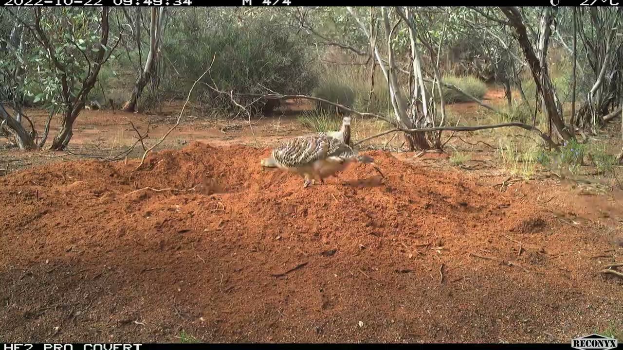 Timelapse Photography Reveals Nesting Malleefowl's Busy Day || ViralHog