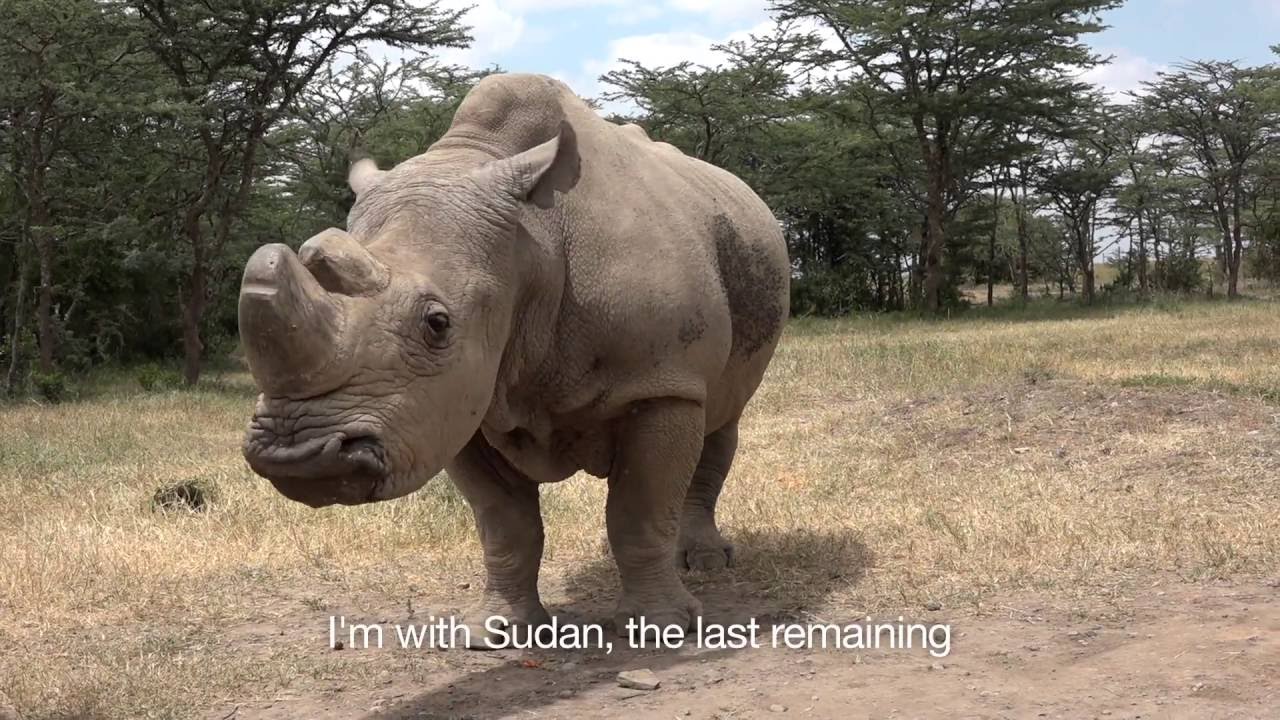 To Ringo with Love - A Note From Ol Pejeta