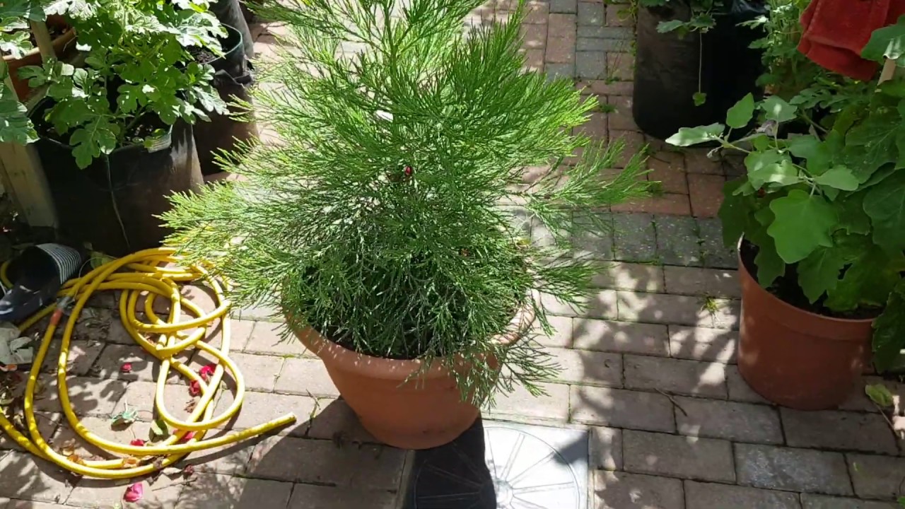 Giant redwood sequoia grown in pot