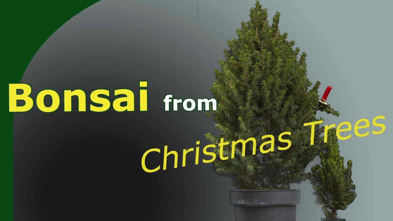 Making a Bonsai from a Christmas tree