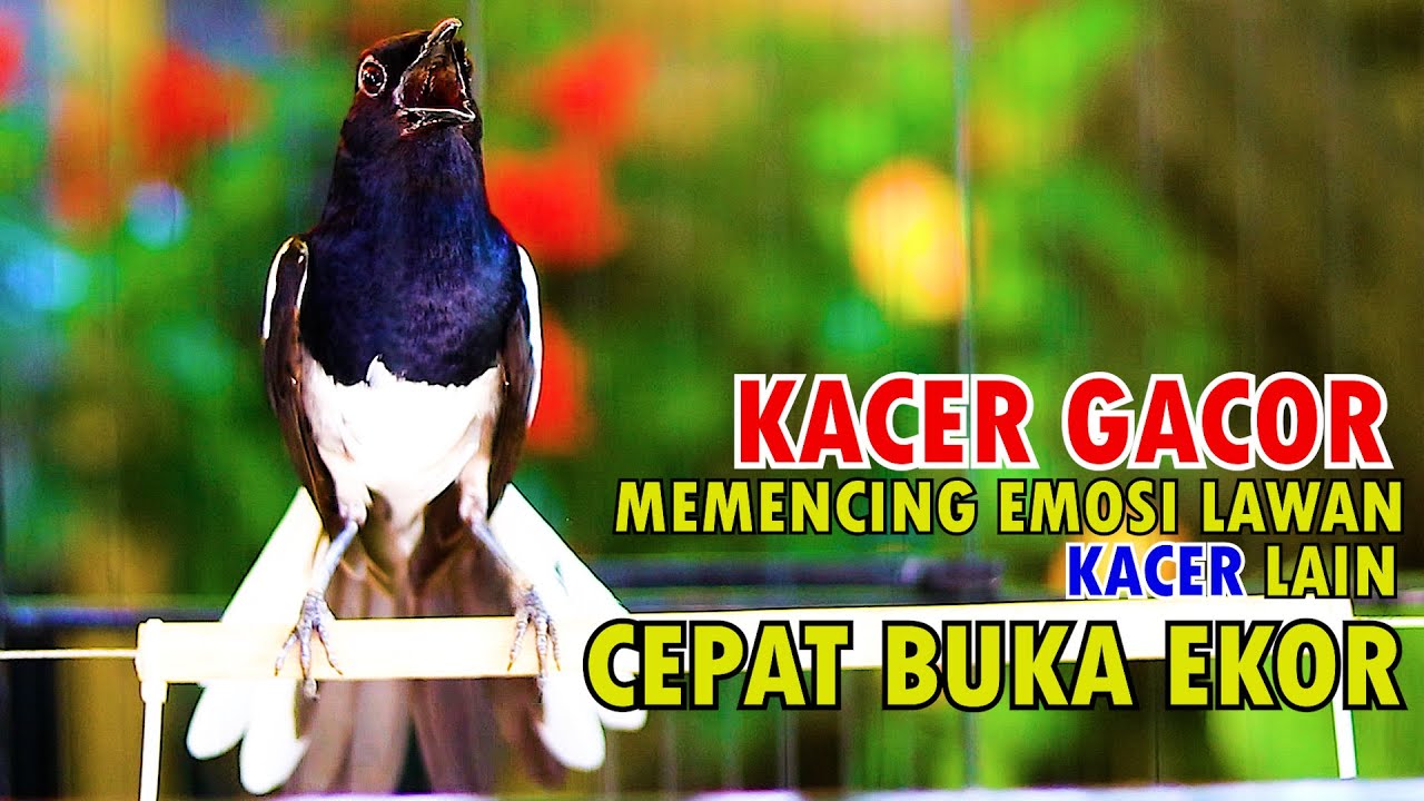 KACER GACOR MEMANCING EMOSI LAWAN, BIKIN KACER LAIN CEPAT BUKA EKOR