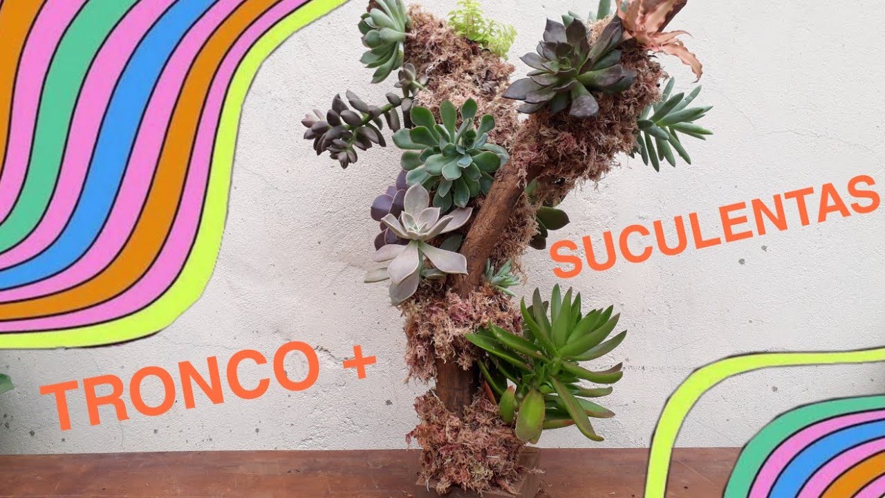 DECORAÇÃO COM TRONCO DE ÁRVORE E SUCULENTAS
