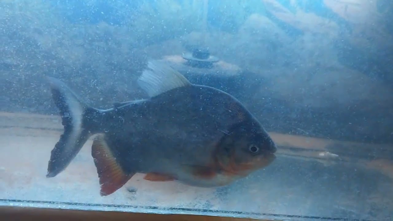 Astronot (oscar) ve Pacu pirana 