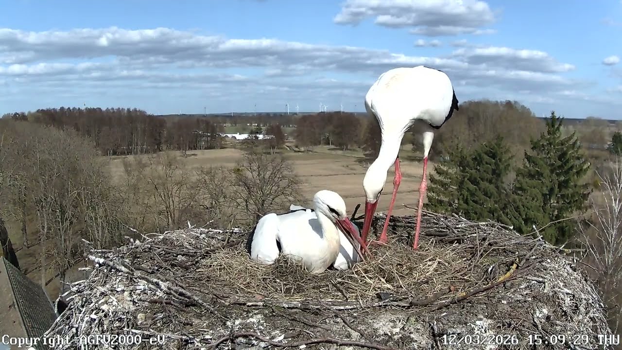 Pünktchen ist wieder da! Storchennest Altlandsberg 12.03.2026 (Storchenkamera)