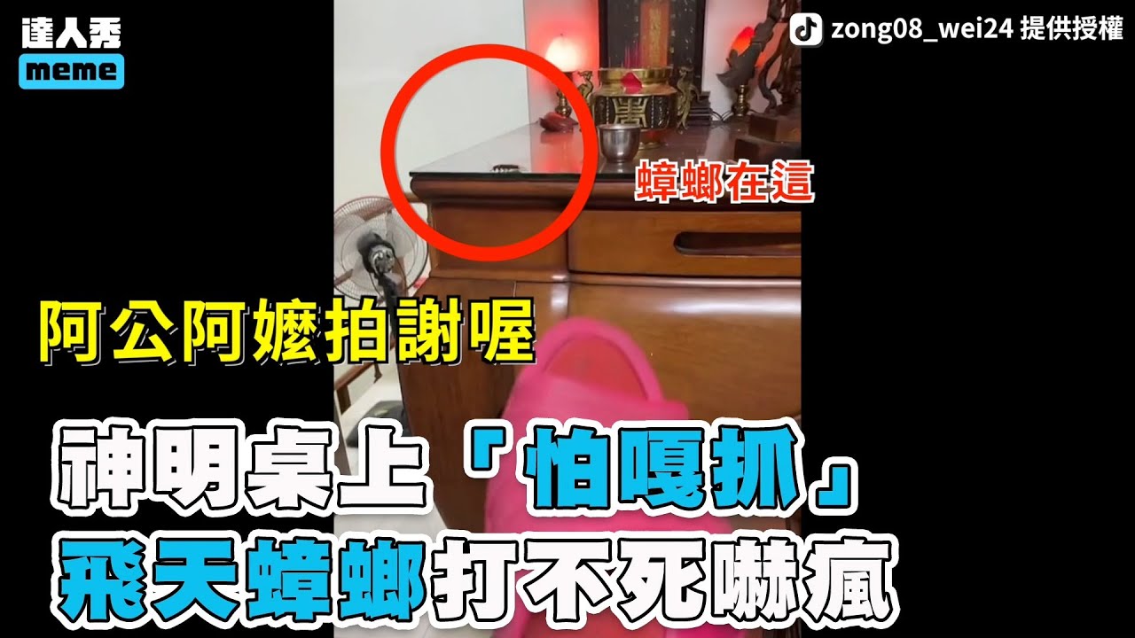【神明桌上「怕嘎抓」 飛天蟑螂打不死嚇瘋】