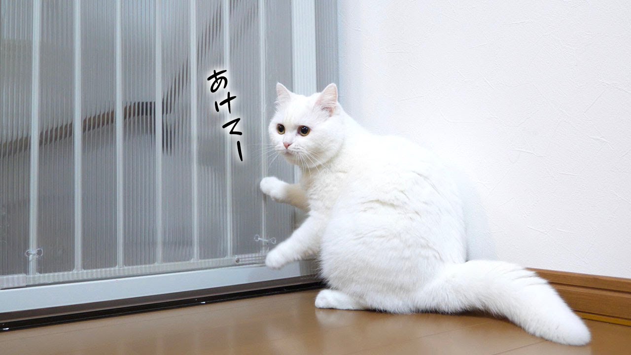 ポムさんのゲート開けて攻撃が反則すぎた…！