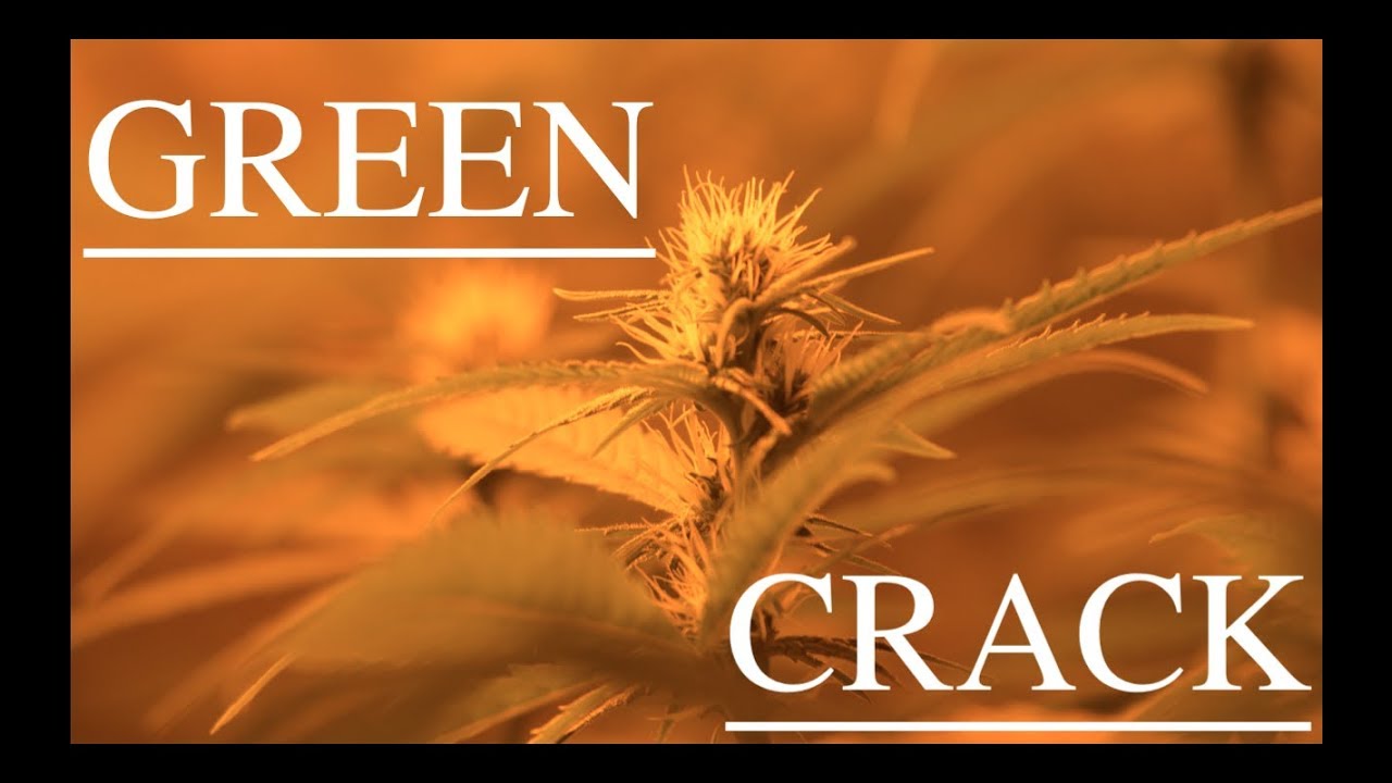 GREEN CRACK - DAY 21