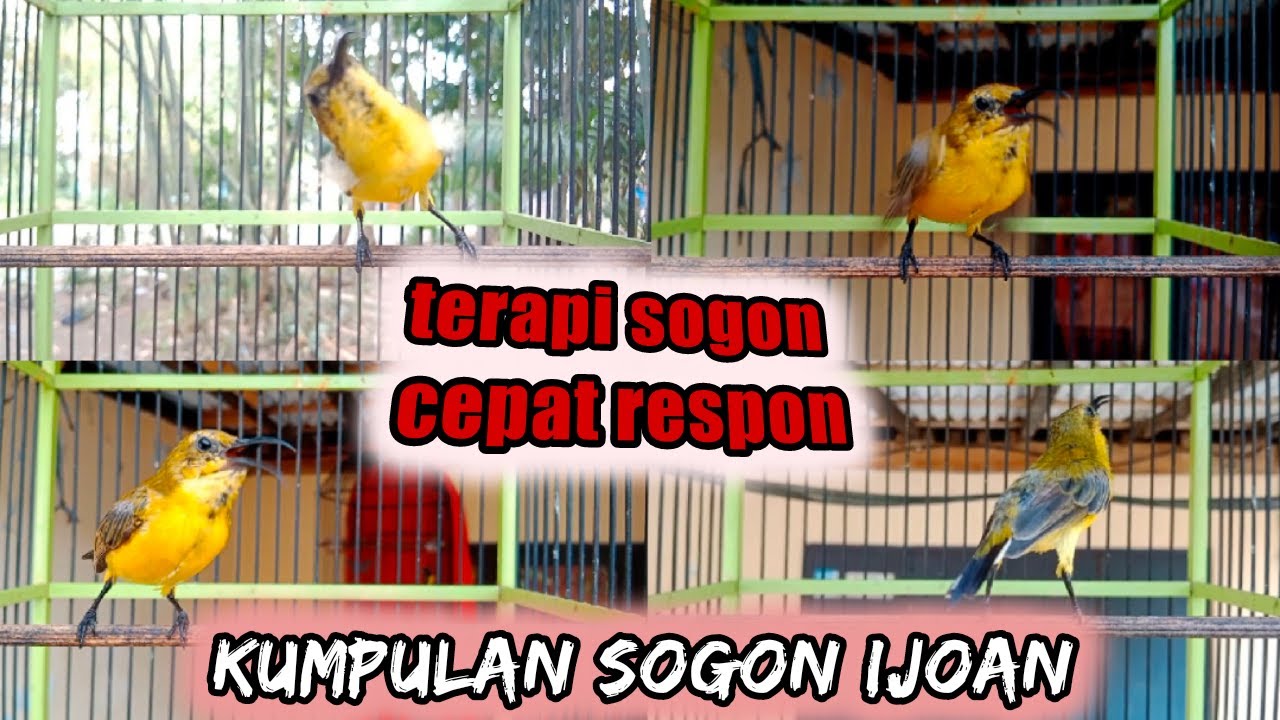 TERAPI SOGON IJOAN PANCINGAN MUDAH NYAUT BIKIN GACOR   #sogonijoan #terapisogon #pancingansogonijoan