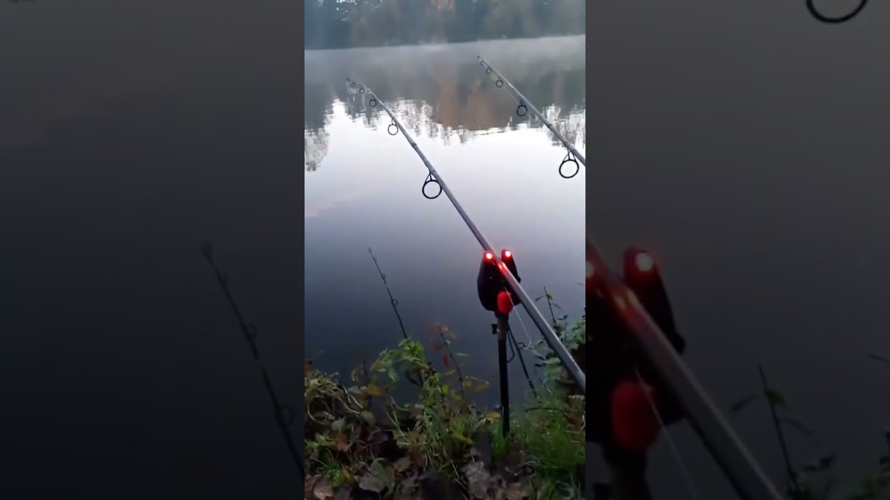CARP RUN : THE BEST SOUND IN THE WORLD!! #fishing #carp #carpfishing