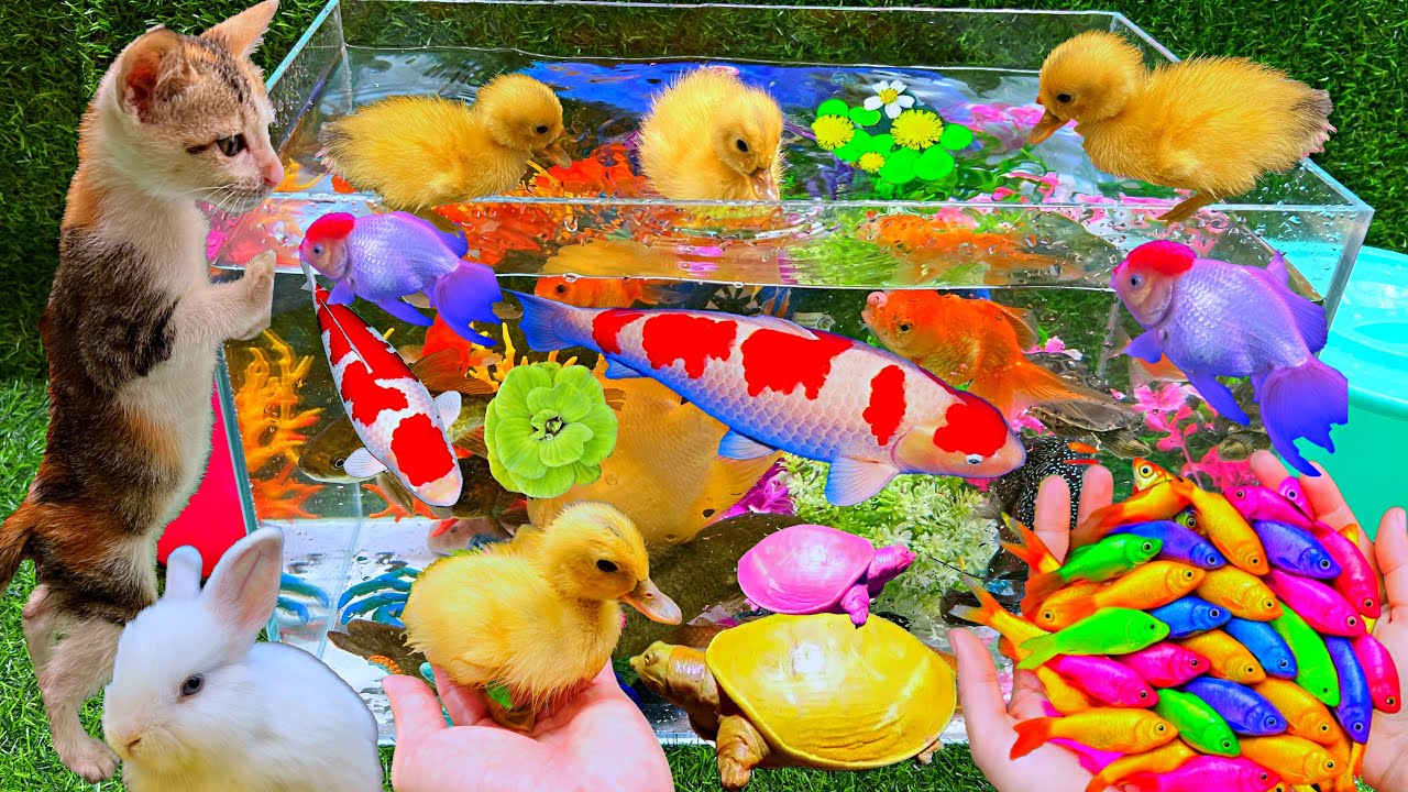 Bắt C&aacute;c Con Vật C&aacute; Koi M&agrave;u Sắc Rực Rỡ, Con M&egrave;o, Cute Animals, Pet, Con Vịt, C&aacute; Tr&ecirc; / Catching Fish
