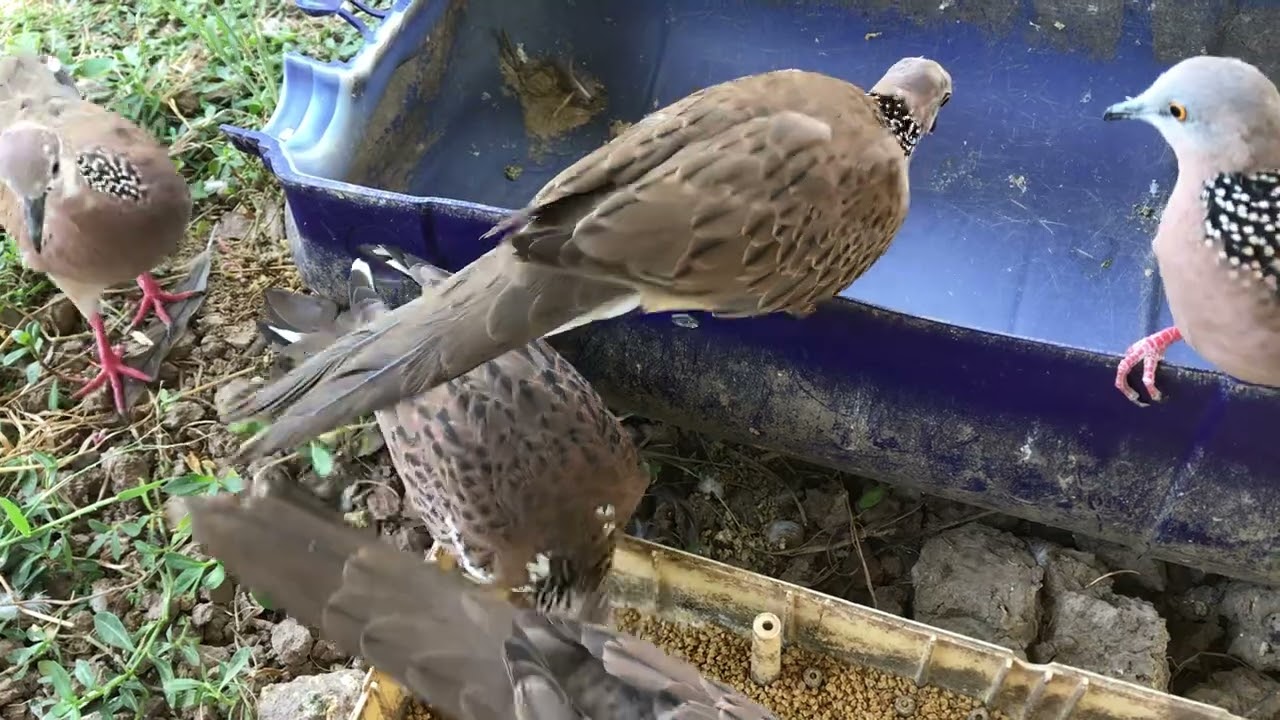 Nuôi chim cu thái bông |#shorts