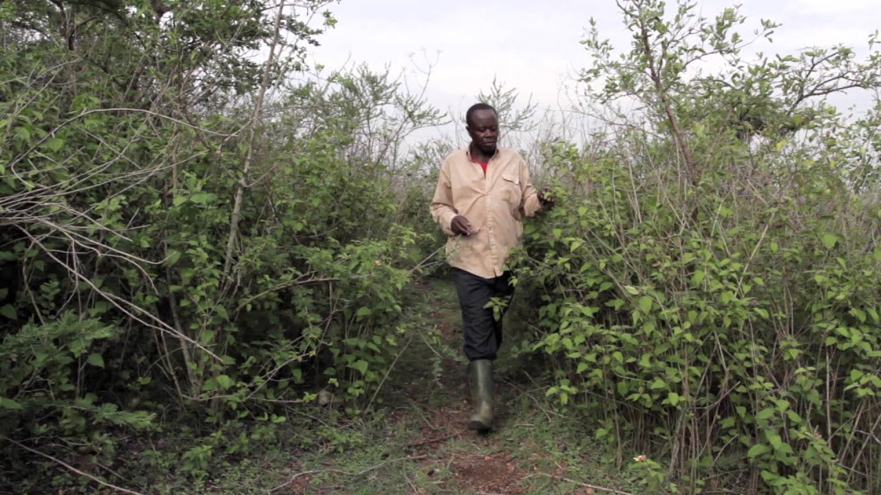Invasive Africa: Chromolaena (Mashauri Msimba)