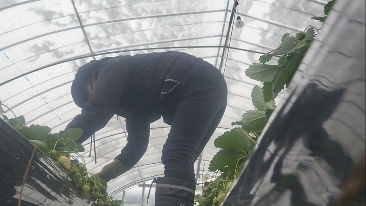Strawberry Farm 3rdDay 
