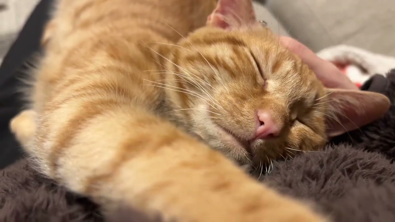 うっとり猫𝑪𝒉𝒂𝒏