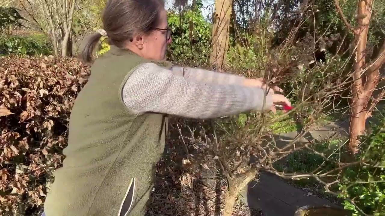 Sådan beskærer du syrenblomstrende hortensia om foråret