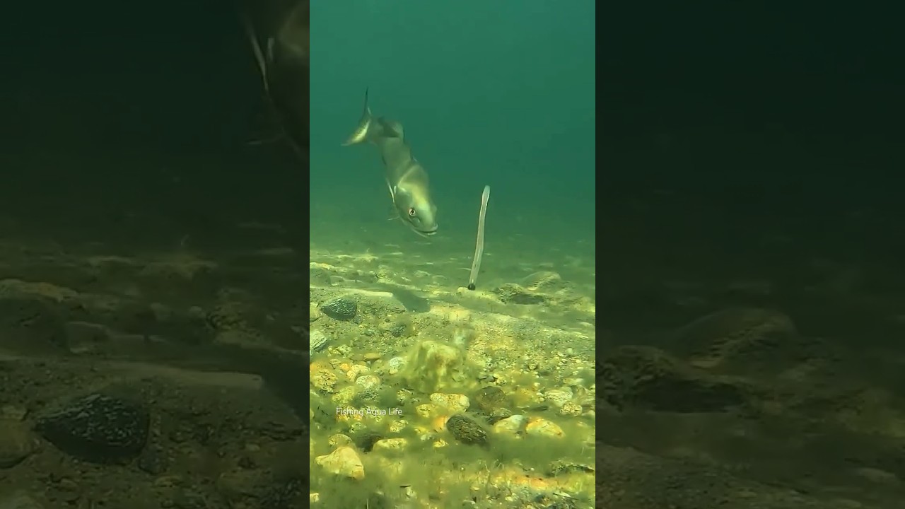Soft Bait Fishing Lure 🎣🐠 Unique Fishing Gear #fishing #fishingtrap #fishcatching