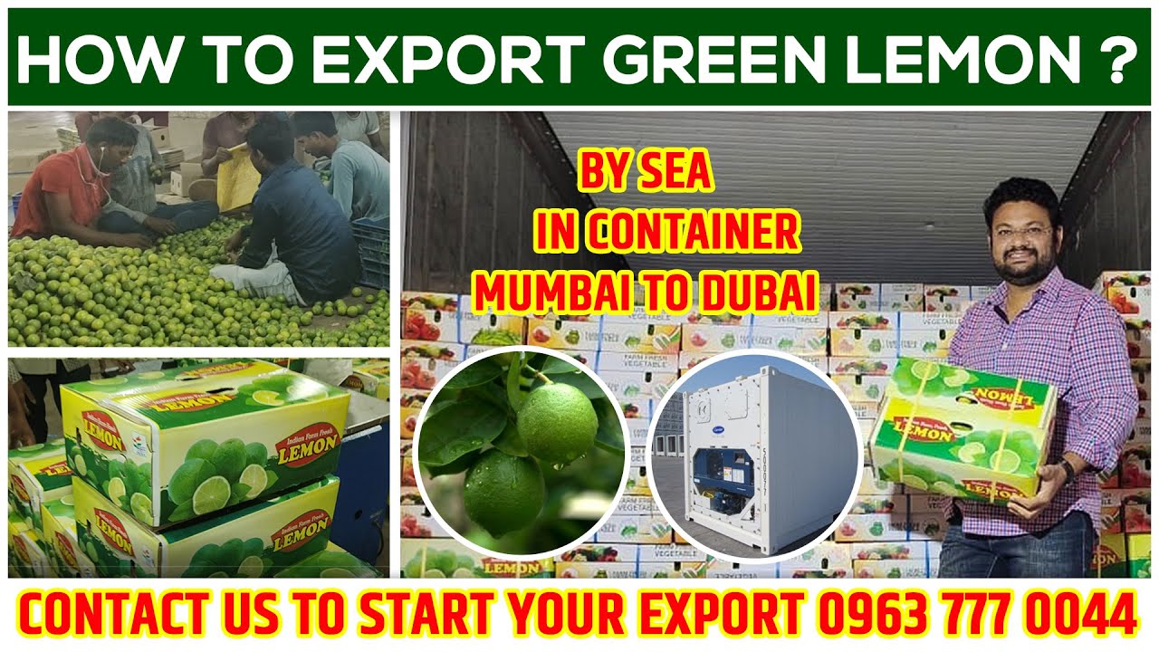 Green Lemon Export from Mumbai to Dubai. How to export vegetable? How to export lemon?