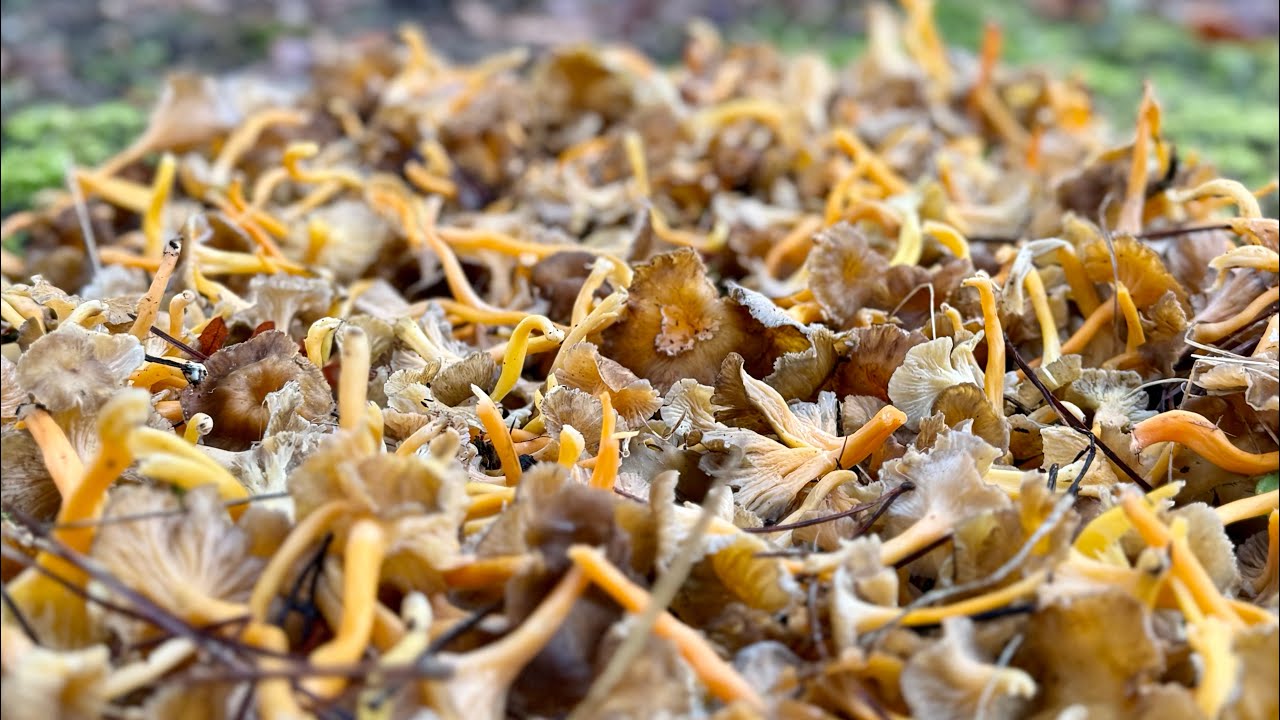 1️⃣3️⃣0️⃣ 2025-12-29 FUNGHI PORCINI CHE PASSIONE 🍄 