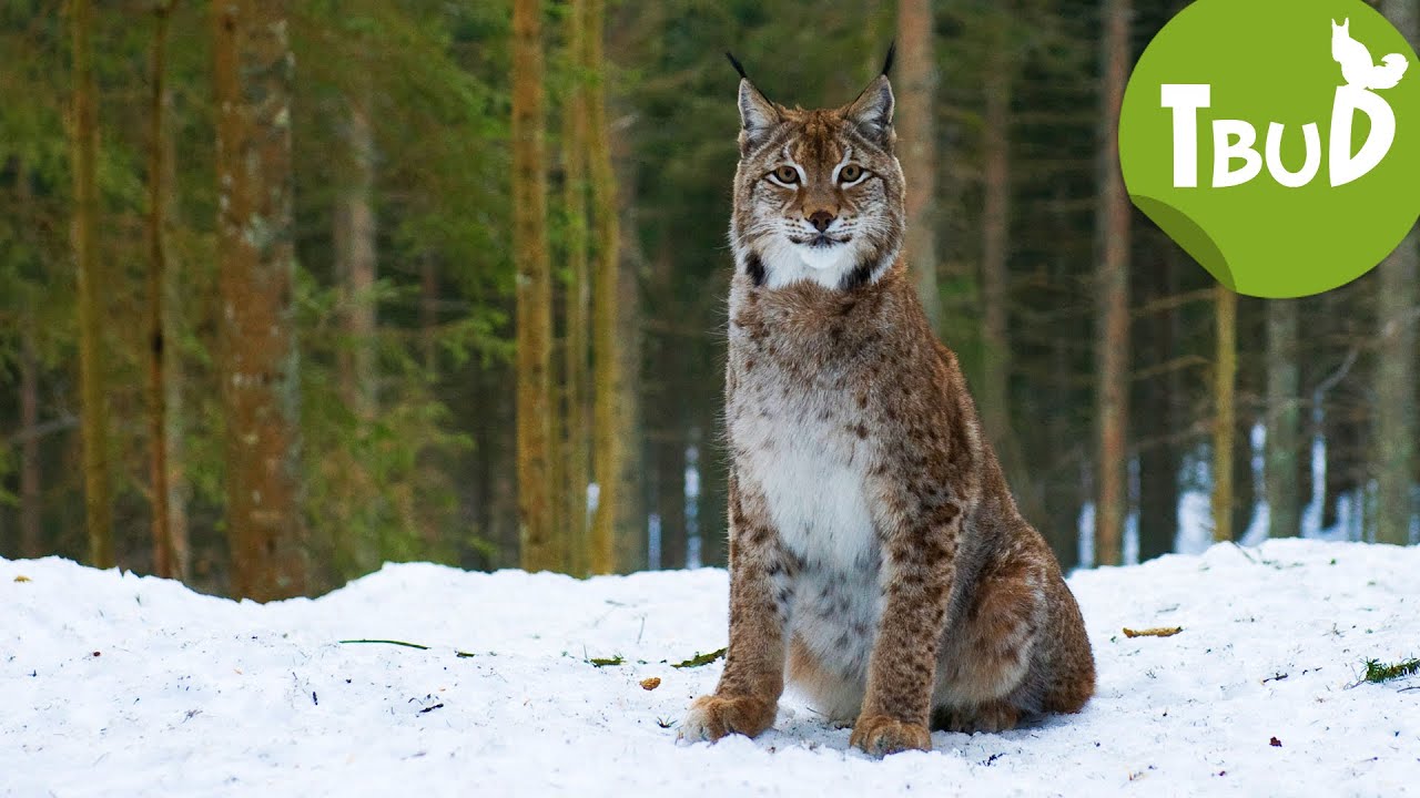 Wilderer (Folge 64) | Tiere bis unters Dach