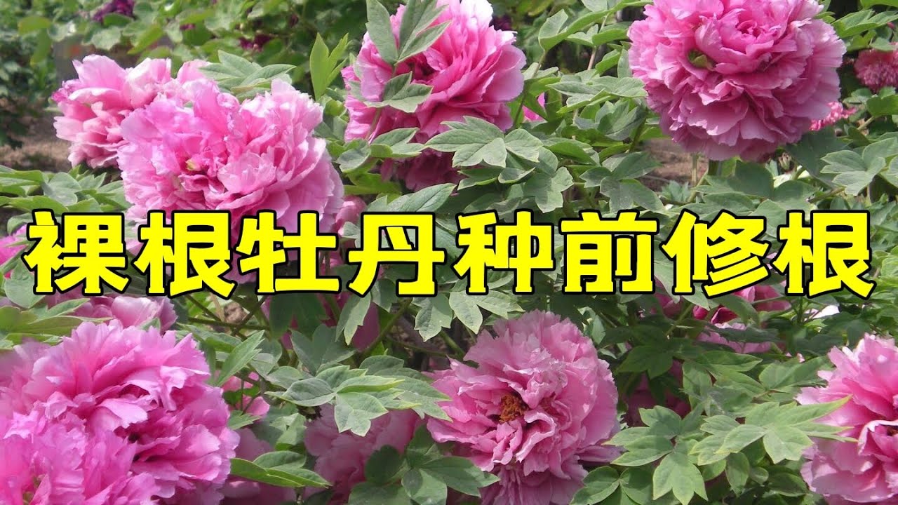 青石话牡丹芍药   “裸根牡丹”栽种前需要修根吗？当然要！思路分享   Tree Peony Roots Trimming