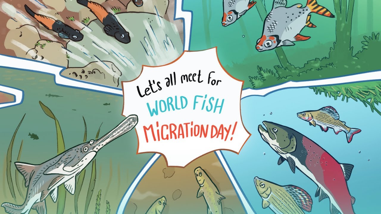 Celebrate WFMD2024 with Us!🐟