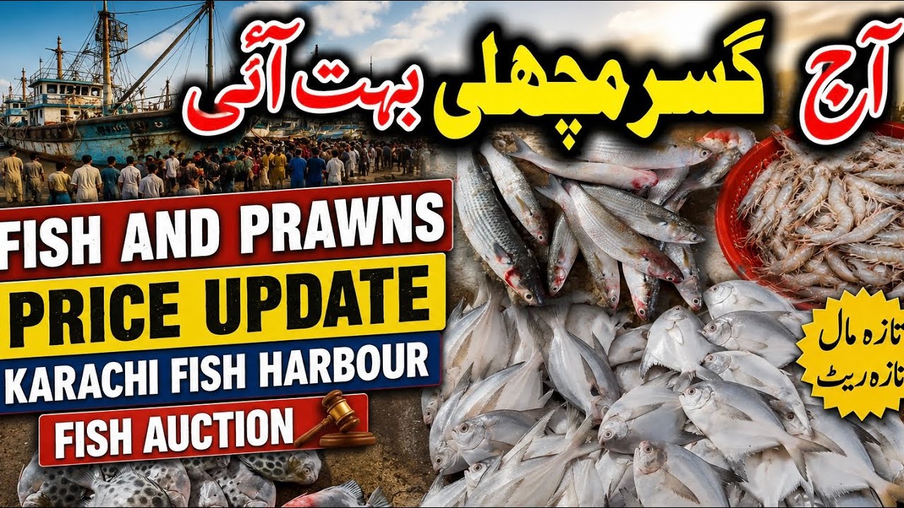 FISH & PRAWNS PRICE UPDATE KARACHI FISH HARBOUR MARKET June 11, 2026