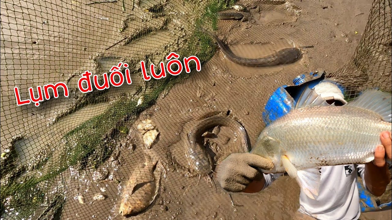Vàm Đăng vô Cá Chẽm và rất nhiều loại cá ngon | GĐCG #970