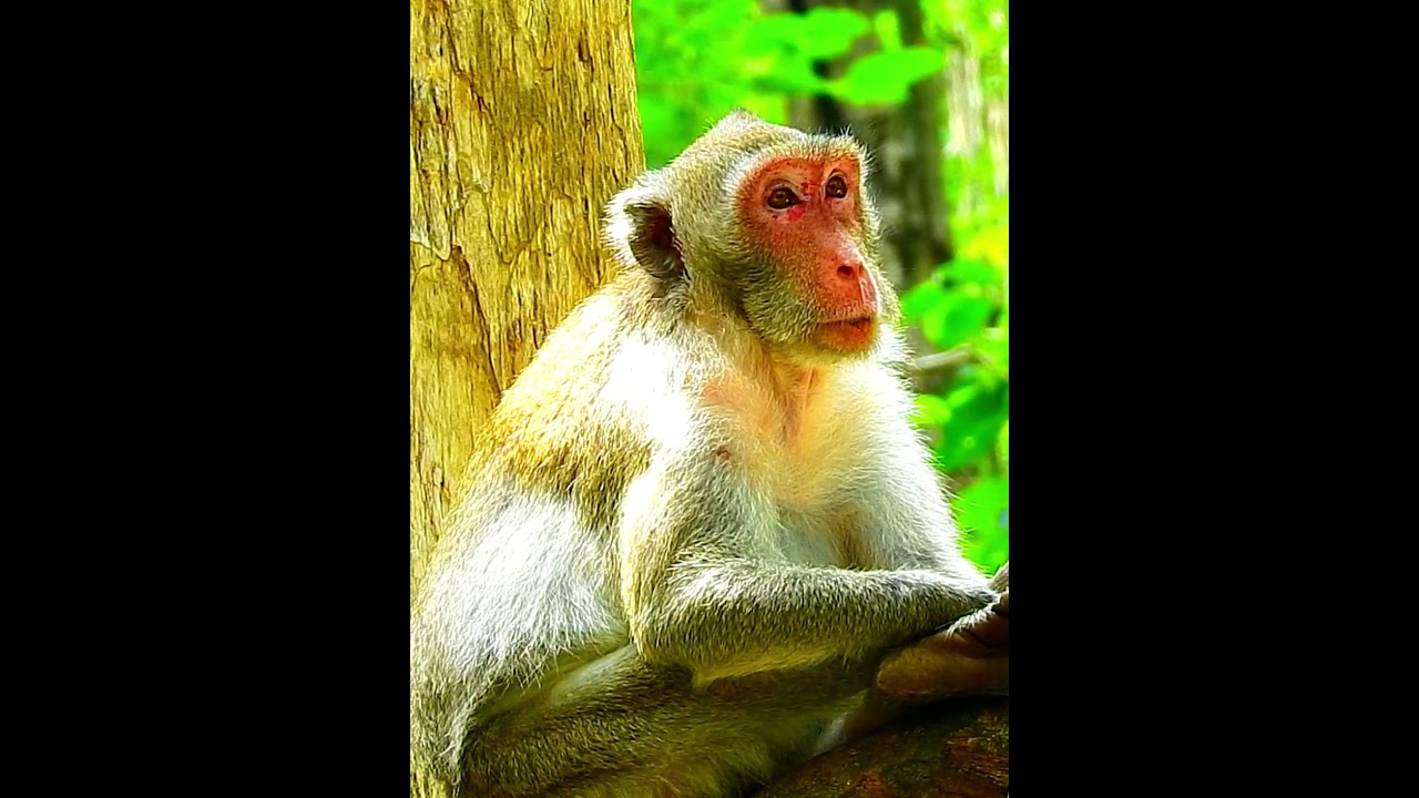 Pity Monkey's Wildlife 144