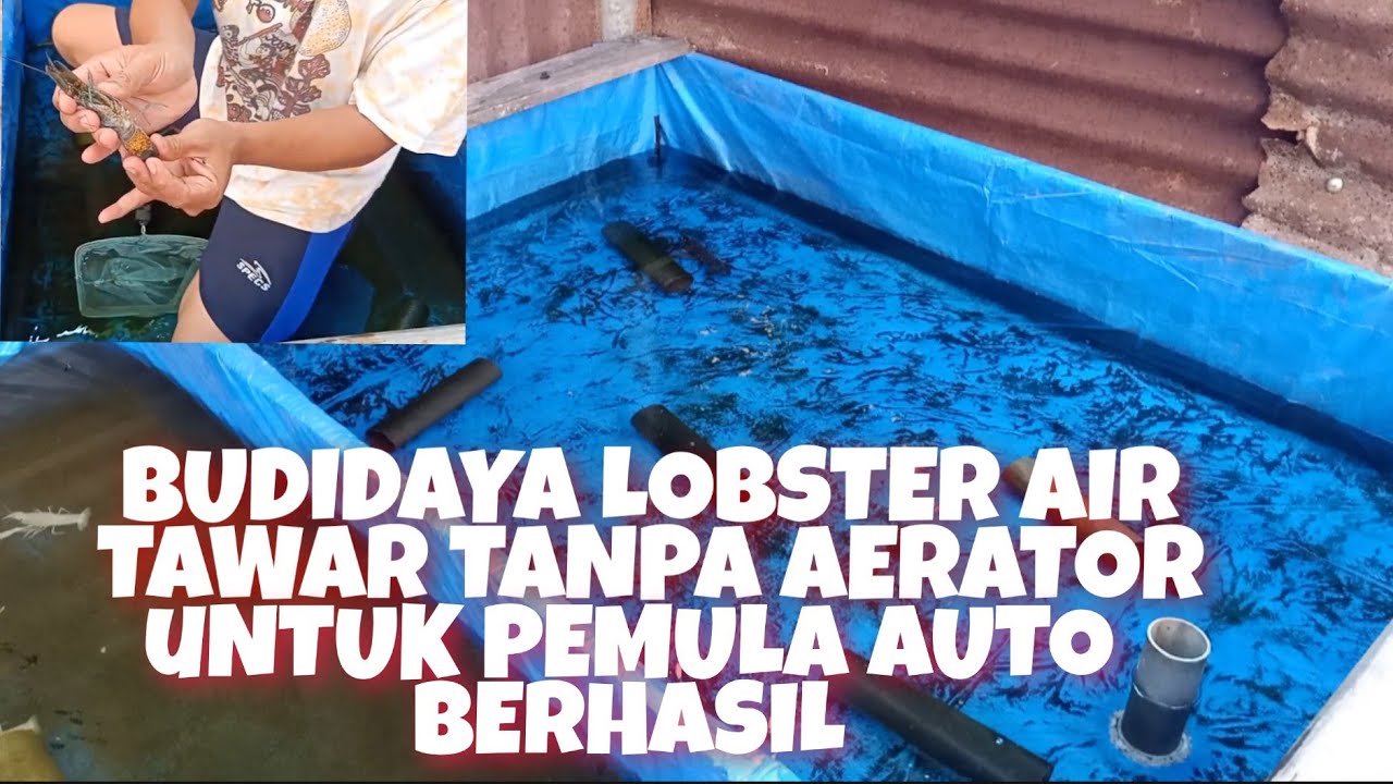 BUDIDAYA LOBSTER AIR TAWAR TANPA AERATOR UNTUK PEMULA AUTO BERHASIL