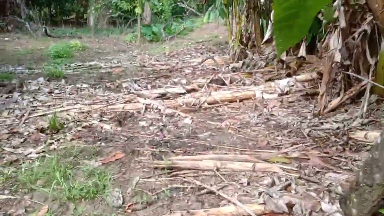 O rio está secando bastante 🙏🤩(vai dar para pescar muito!)