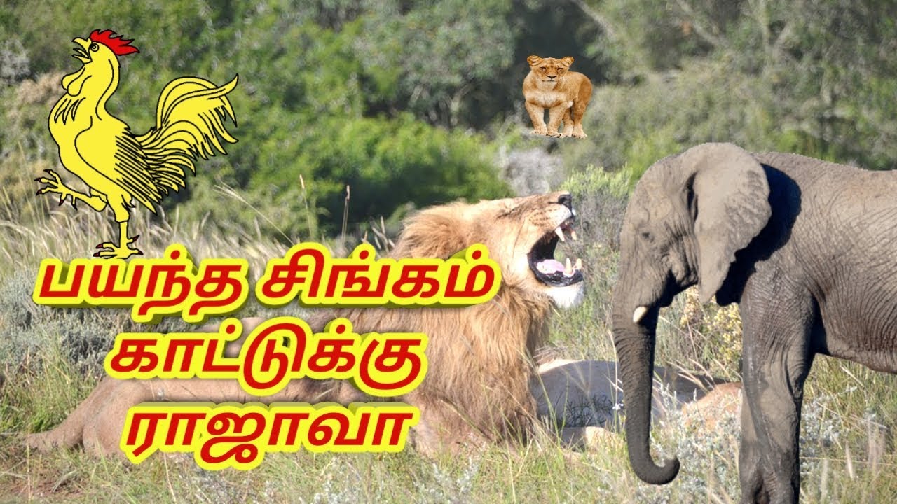 சிங்கத்தின் பயம் || lion king || Tamil stories