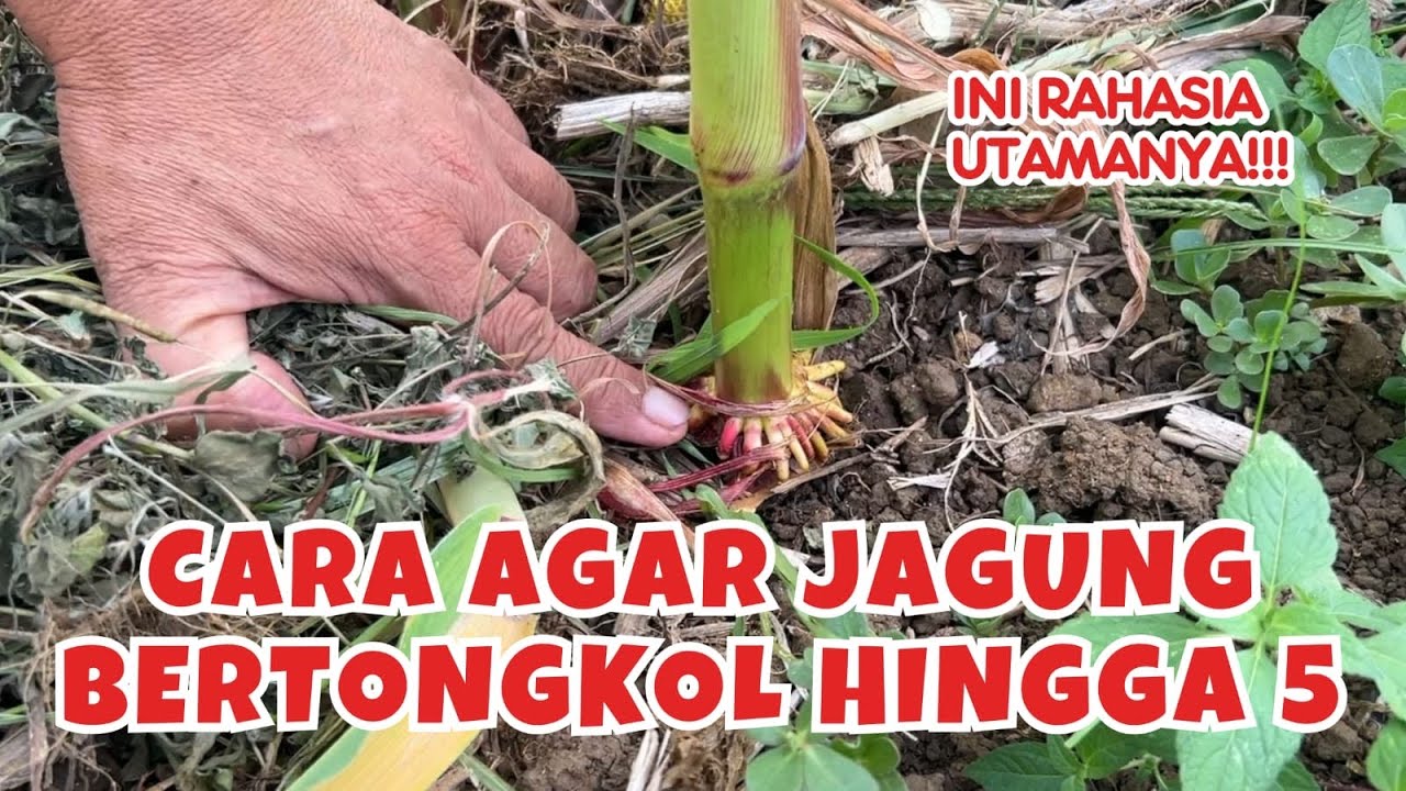 Update Perkembangan Tanaman Jagung Ayah Manjel