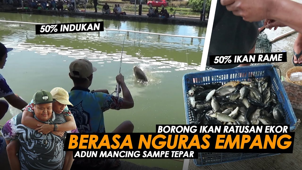 PESTA STRIKE !! GARENG MENGAMUK, IKAN RAME 353 EKOR + INDUK AMANKAN AMPLOP || Am#373