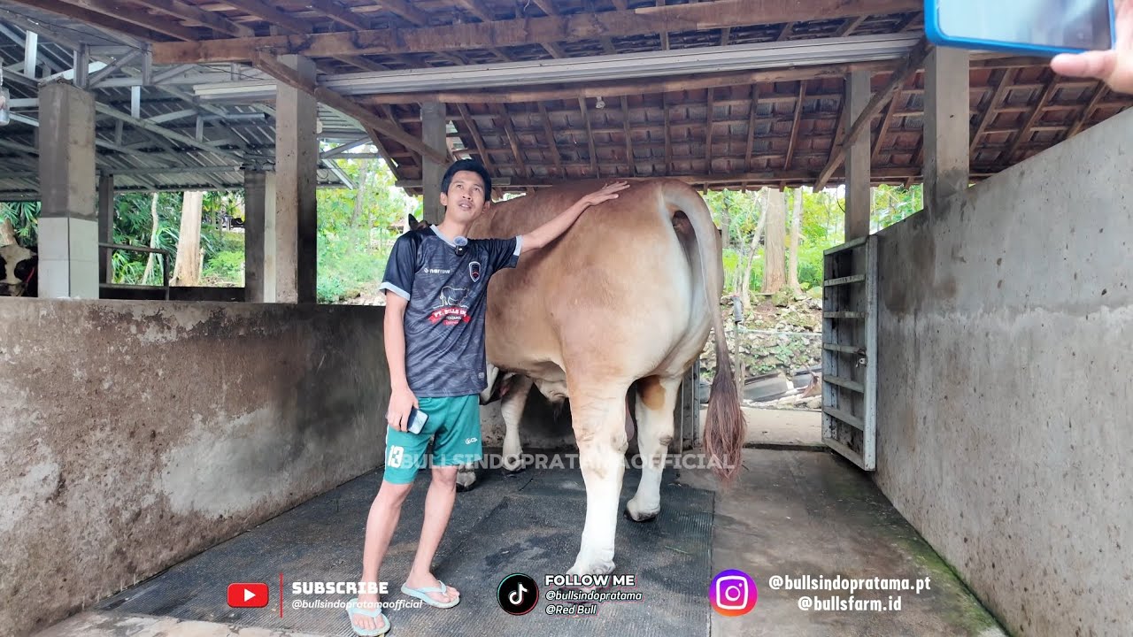 GREENLEA SAPI SUPER JUMBO KESAYANGAN B.I.P !!!  APA MASIH IKUT KONTES DI TAHUN 2026  ? 